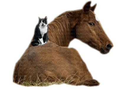 horse. horses bp - kostenlos png