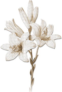 soave deco branch flowers spring lilies sepia - 無料png