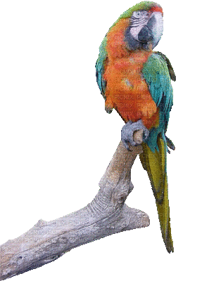perroquet parrot gif 🦜🦜 - Бесплатный анимированный гифка