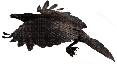 Ravens - ücretsiz png