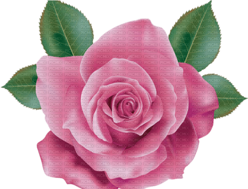 pink rose 6 - ingyenes png