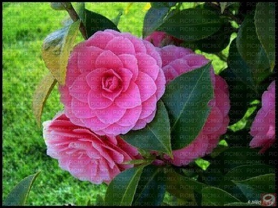 Rosas cor de rosa - ingyenes png