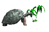 turtle - Gratis animeret GIF