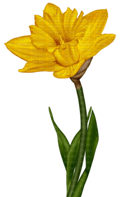 Flowers yellow bp - ilmainen png
