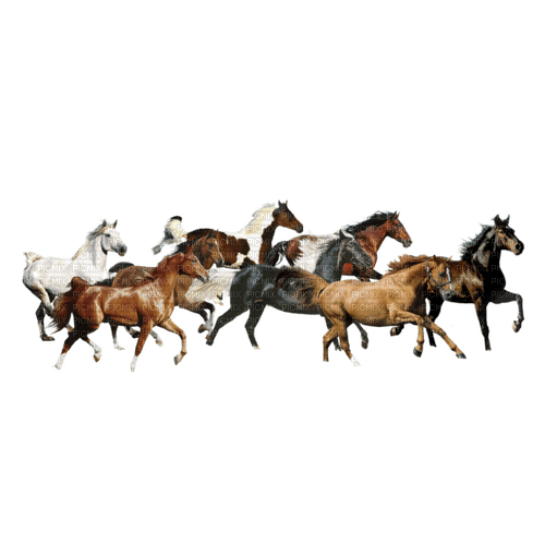 Chevaux - png grátis