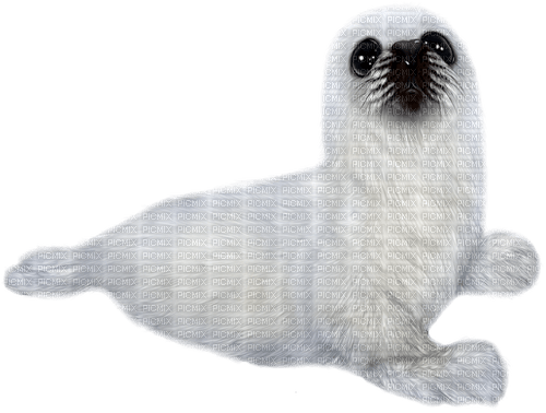 Seal.White - бесплатно png