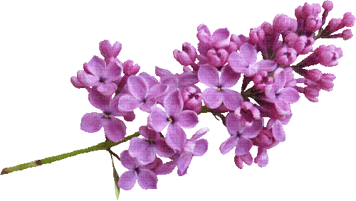 Flieder Blüte - Gratis geanimeerde GIF
