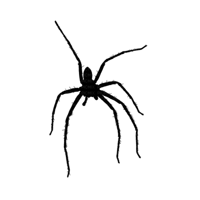 hämähäkki, spider - nemokama png