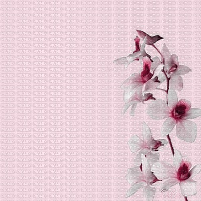 BG-flowers-orchide-pink - Free PNG
