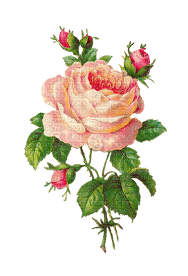 rose rose.Cheyenne63 - png ฟรี