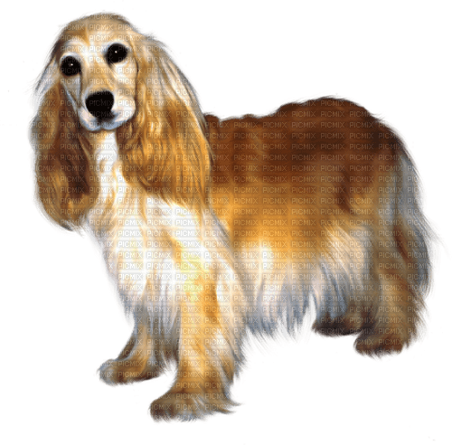 hund--dog - besplatni png