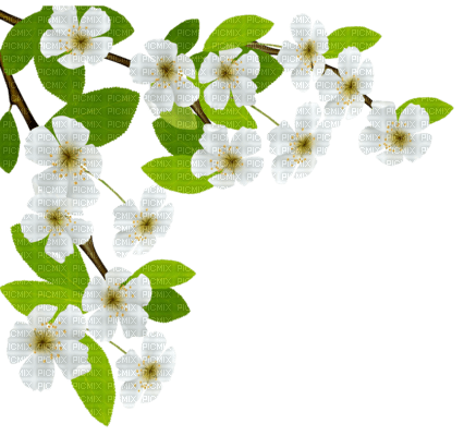 blossom white flowers deco - nemokama png