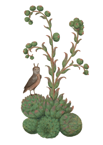medieval plant - 免费PNG