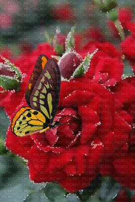 motýl - Gratis animerad GIF