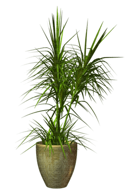 planta - darmowe png