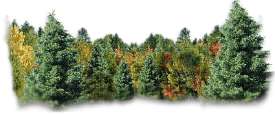 Wald - PNG gratuit