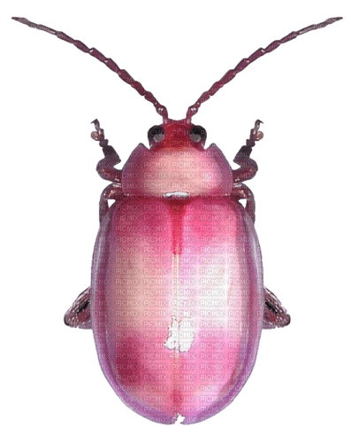pink bug - 免费PNG