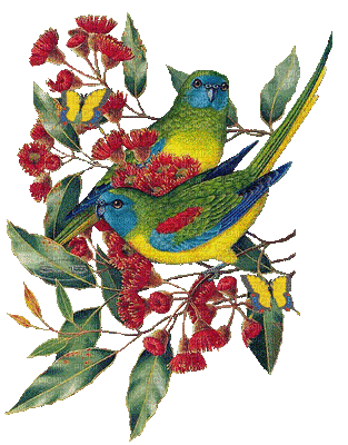 oiseaux sur une branche - Безплатен анимиран GIF