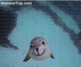 phoque - Darmowy animowany GIF