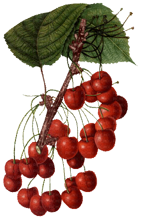 Fruits - PNG gratuit