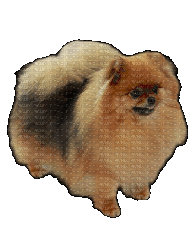 Pomeranian - Ilmainen animoitu GIF