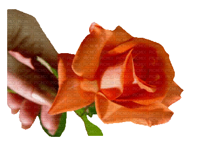Trandafir 38 - Gratis animerad GIF