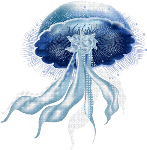 blue jellyfish Bb2 - png grátis