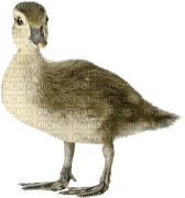 anka-----duck - PNG gratuit