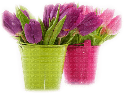 patymirabelle tulipes - бесплатно png