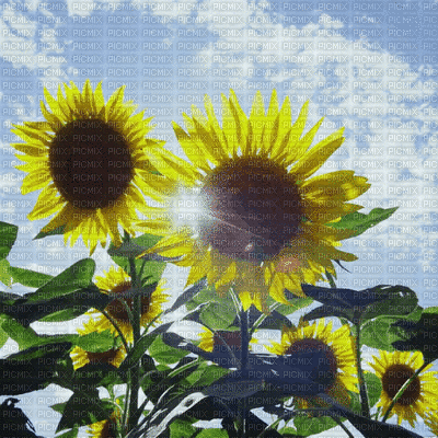 sunflower - Ilmainen animoitu GIF
