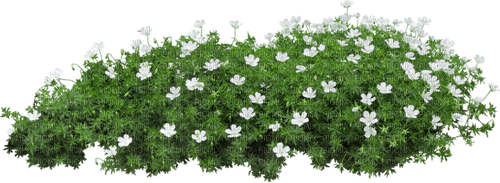 Plate-bande de fleurs - 免费PNG