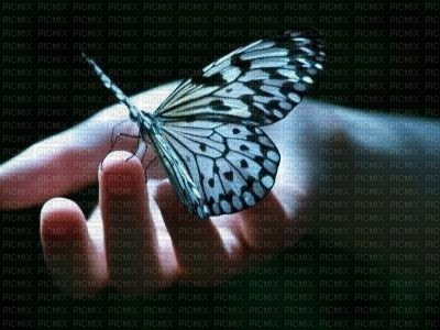 papillon main - безплатен png