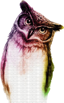 Owl - Ilmainen animoitu GIF
