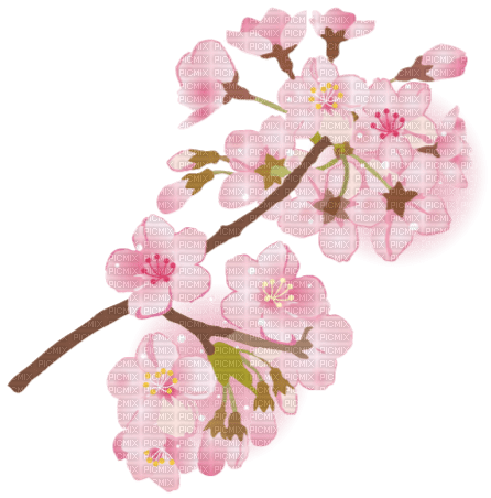 Sakura fleur rose pink flower cherry cerise - zdarma png