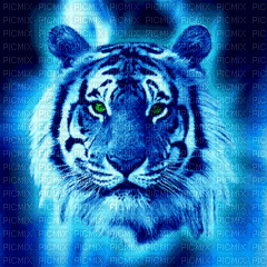 Rena blue animiert Tiger - Animovaný GIF zadarmo