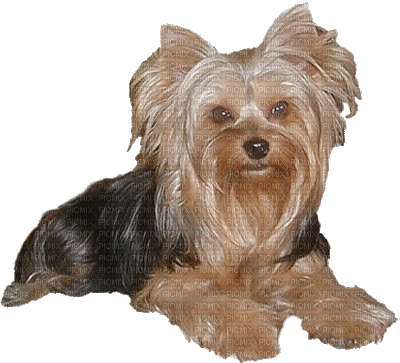 patymirabelle chien yorkshire - GIF animé gratuit