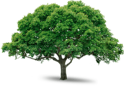 trees bp - kostenlos png