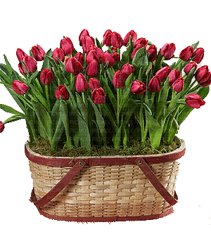 Blumen, Tulpen, Korb, Flowers - GIF animé gratuit