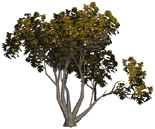 Деревья - GIF animasi gratis