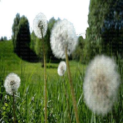 dandelion pissenlit löwenzahn flower fleur blossom blumen spring printemps  fleurs fond background image paysage landscape gif anime animated animation  tube, dandelion , pissenlit , löwenzahn , flower , fleur , blossom ,