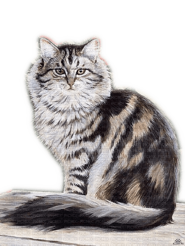 Rena Cat Katze Animal Tier - бесплатно png