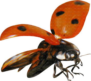Y.A.M._Summer ladybug - PNG gratuit