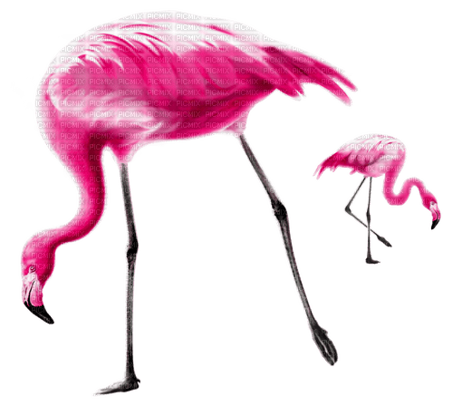 Flamingo's.Pink - gratis png