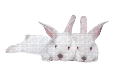 Ladybird - Rabbits - ücretsiz png