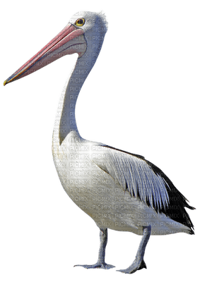 birds anastasia - 免费PNG