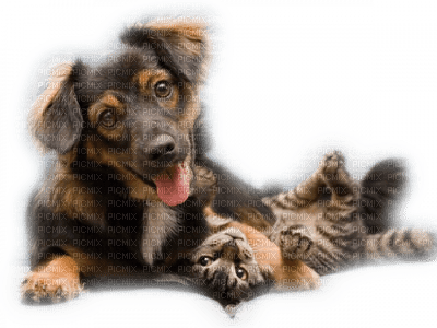 patymirabelle chien et chat - 免费PNG