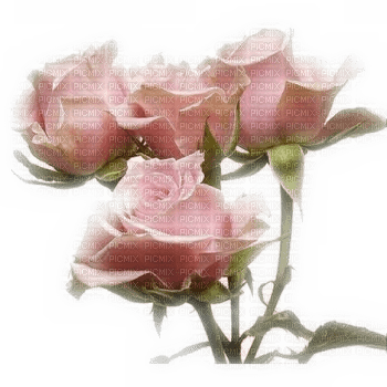 Flowers pink rose bp - zdarma png