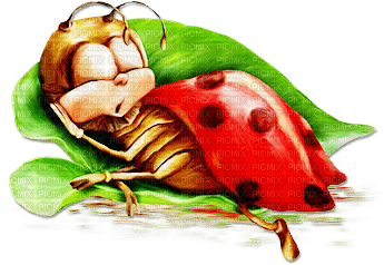 soave deco ladybug - zdarma png