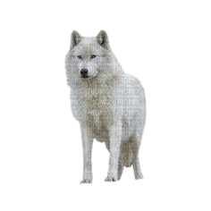 Loup blanc - kostenlos png