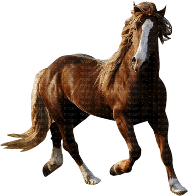 caballo - ingyenes png